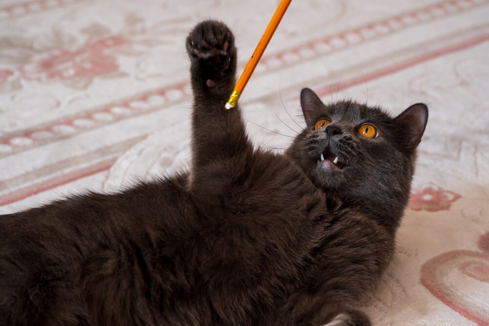 chat de 6 mois hyperactif qui joue